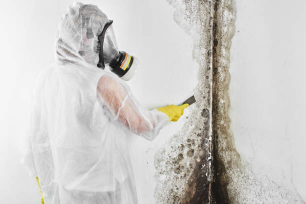 Best White Mold Remediation in Dermott, AR