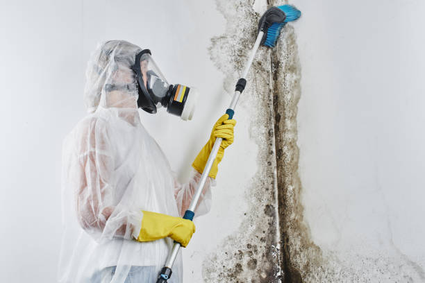 Best Commercial Mold Remediation in Dermott, AR