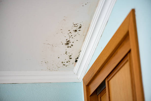 Best Attic Mold Remediation in Dermott, AR