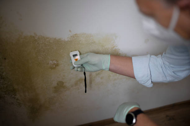 Trusted Dermott, AR Mold Remediation Experts