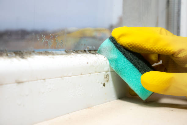 Best DIY Mold Remediation Support Services in Dermott, AR