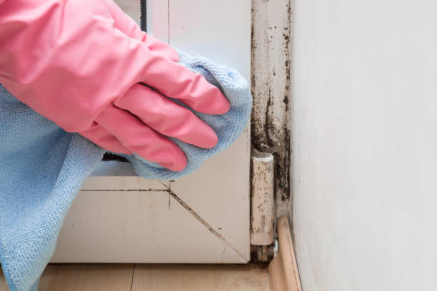 Best Preventive Mold Services in Dermott, AR